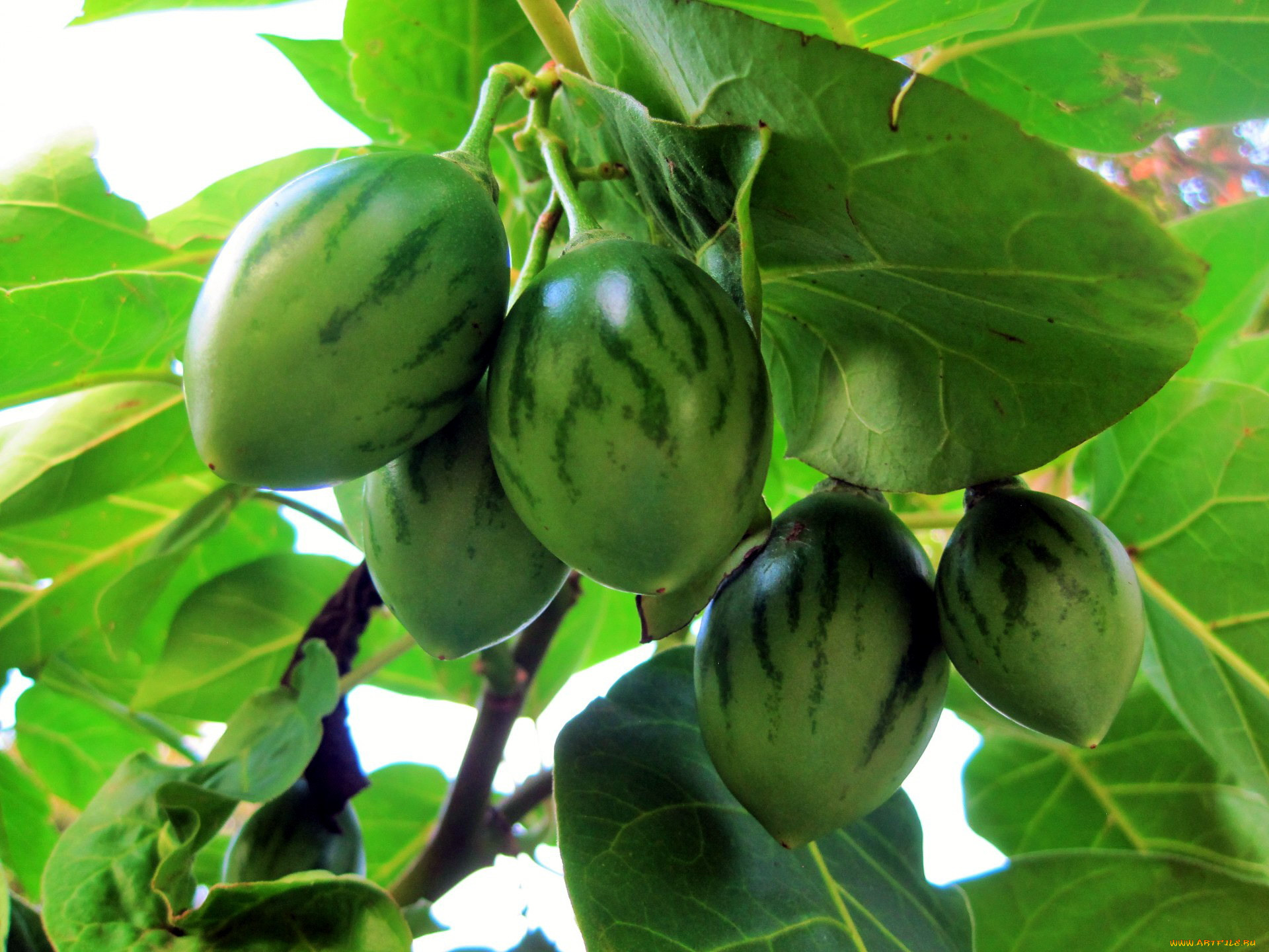 , , tree-tomato, fruit